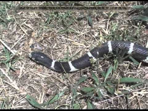 Video: Kalifornský Kingsnake - Lampropeltis Californiae Plemeno Plazov Hypoalergénne, Zdravie A životnosť