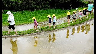 大山千枚田で田植えを体験