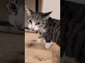 猫の朝にゃーん😸 - Cats Meowing - #shorts #cat