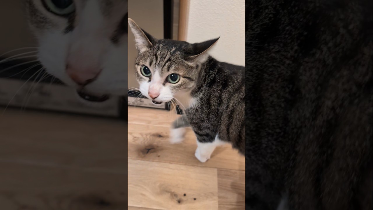 猫の朝にゃーん😸 - Cats Meowing - #shorts #cat