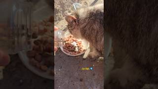 Will you be my Friend 😿♥️? (Homeless Cats 💕)