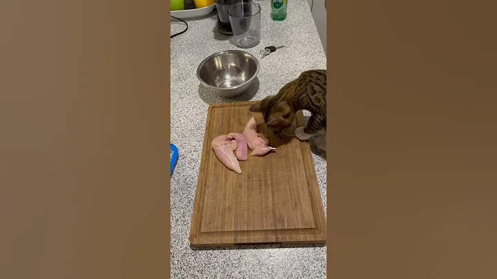 Video 11823321: bengalcat bengals cat kitten, catlover bengals bengalcat, bengal kitten eating, bengal cat food