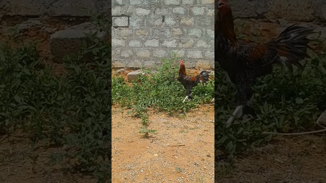 #like #roster #sale #subscribe #chicken #hens #kodi #pandem #paru #vijayawada