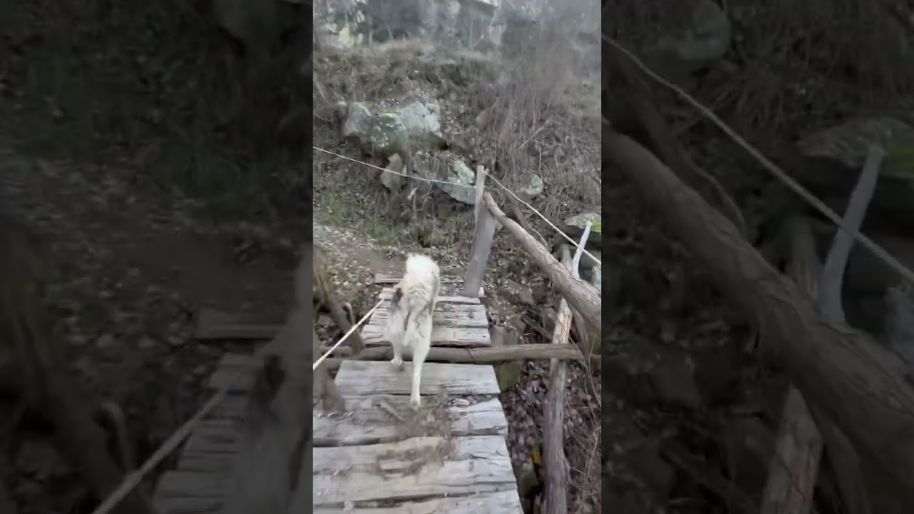 Old wood bridge 