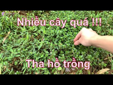 Video Hành trình tìm kiếm, thu hoạch và trồng cây thủy sinh... - youtube