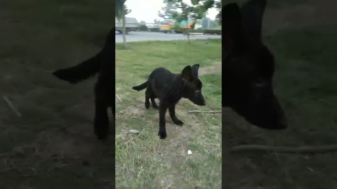 German shepherd lovers 🐶