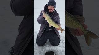 First Chain Pickerel on ice!!