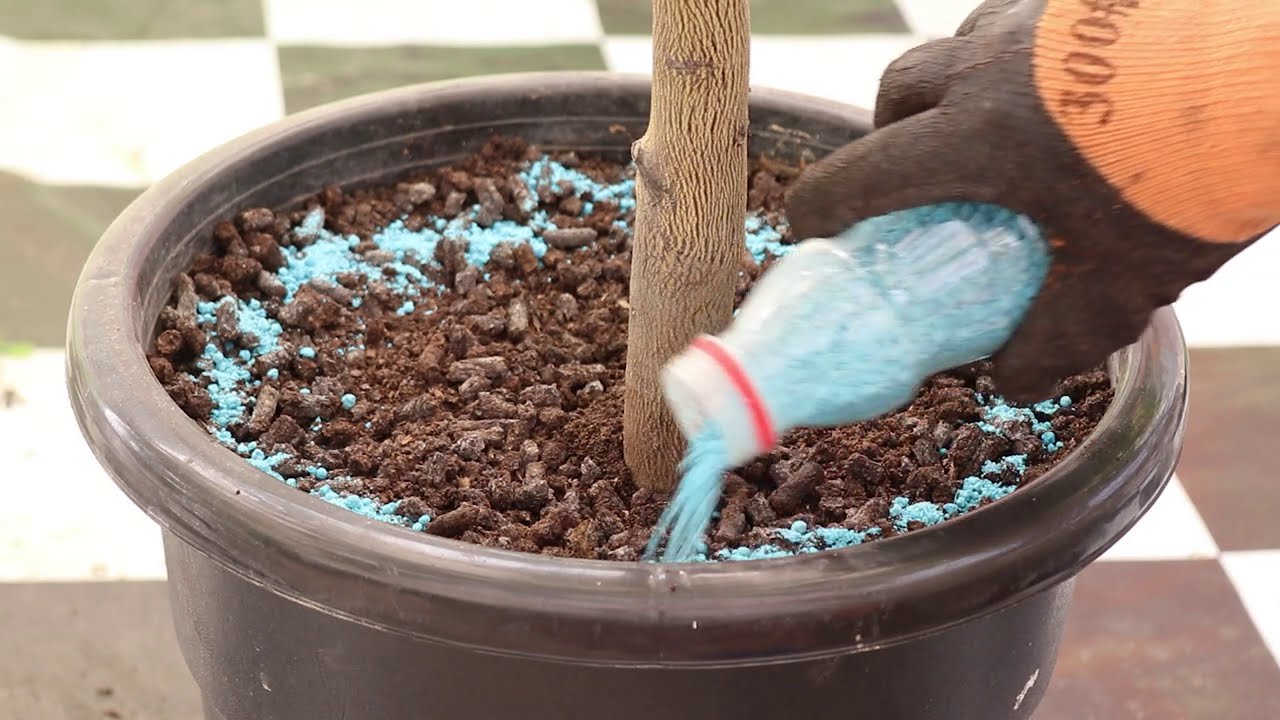 عندك شجرة ليمون مش بتثمر ؟ فالحل هنا طريقة التسميد التقليم الرعايه العنايه باشجار الليمون في الشتاء