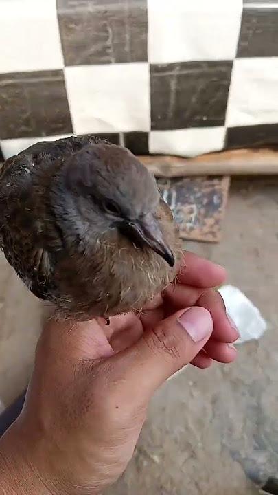 Anak burung tekukur atau derkuku #perkututlokal #perkututlokalgacor #derkukugacor