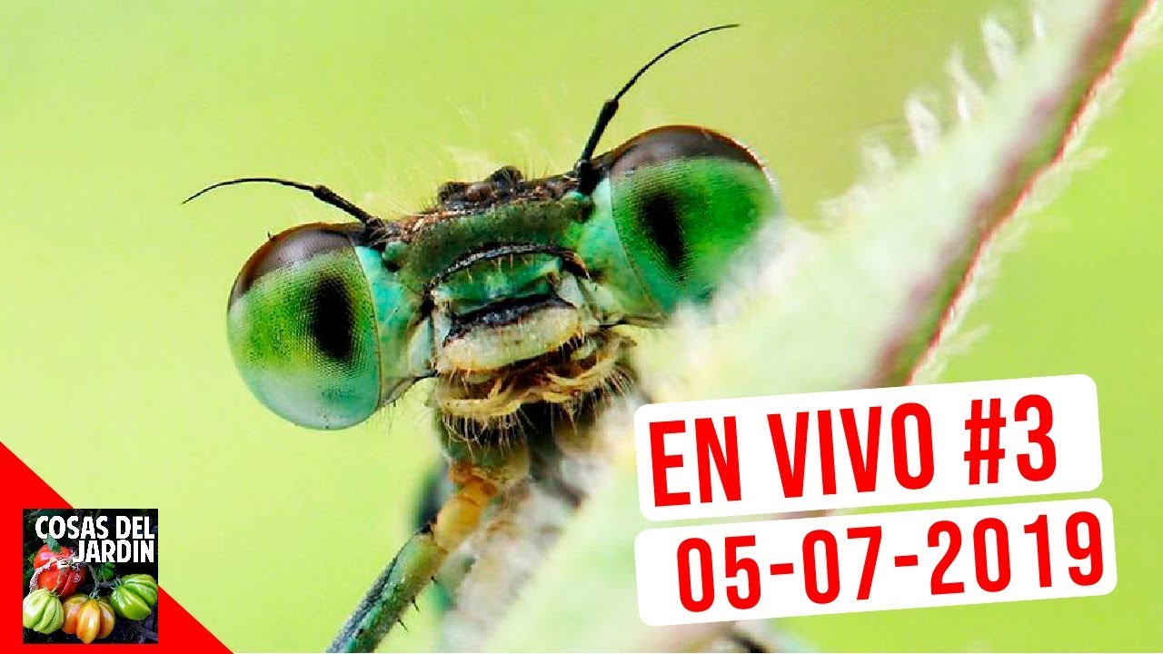 COSAS DEL JARDIN - EN VIVO 05-07-2019 - Preguntas y Respuestas #4