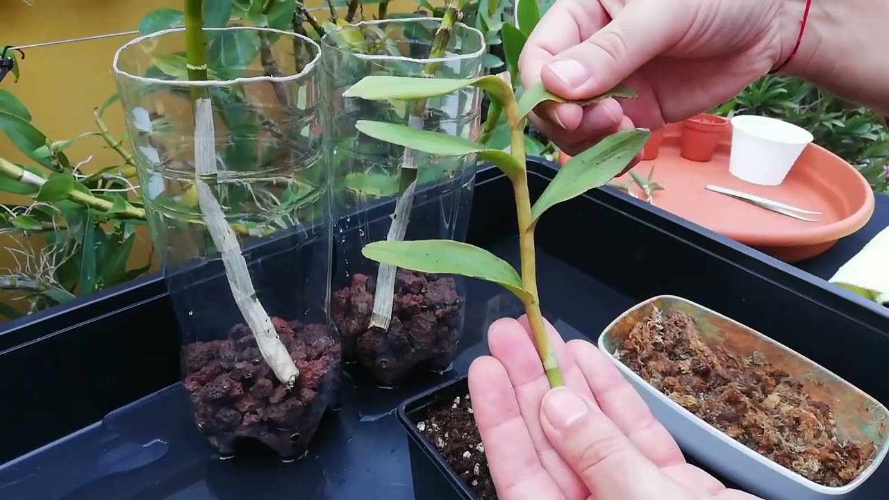 ENRAIZA CUALQUIER ORQUÍDEA RÁPIDO y FÁCIL | TRUCO de la BOTELLA RECICLADA PASO A PASO (2/2)