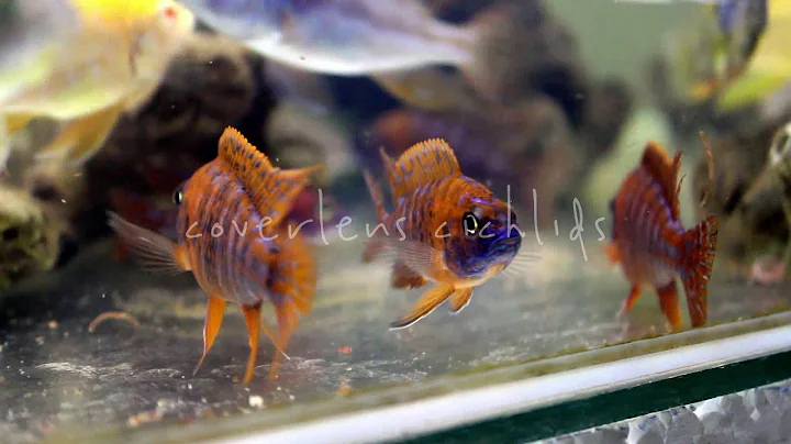African cichlids Aulonocara Red Rubin.