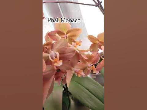 Фаленопсис Монако🌺 Ароматный, теплый и просто прекрасный сорт орхидей😌 ...