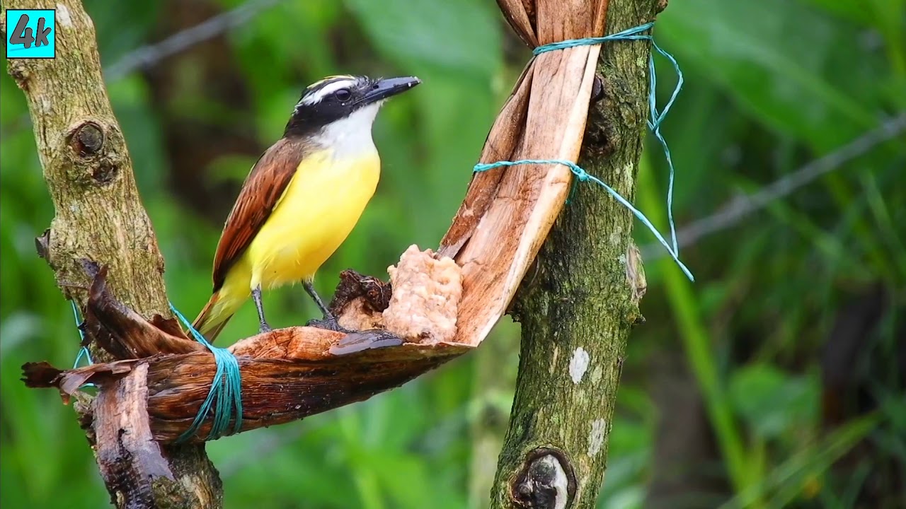 flycatcher bird hd video 