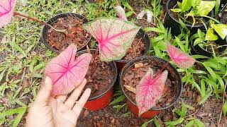 ขุดเจ้ากรุงเดนมาร์คลงกระถาง​ #caladium #กระตั้ว​บอน​สี​