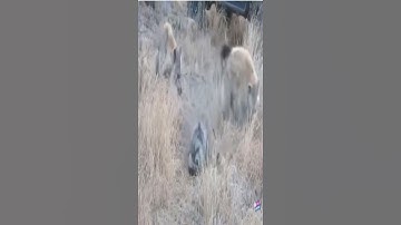 فَلَمَّا سَمِعَتْ بِمَكْرِهِنَّ أَرْسَلَتْ إِلَيْهِنَّ وَأَعْتَدَتْ لَهُنَّ مُتَّكَأً - #سورة_يوسف