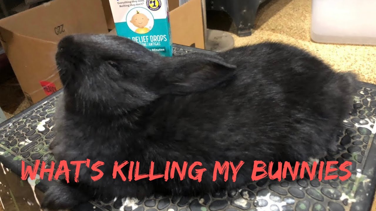 What’s Killing My Bunnies: Dealing with Bloat VLOG#045 - YouTube