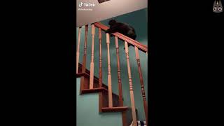 Cats of TikTok! (A Compilation) by Neko Watch 2,858 views 2 years ago 5 minutes, 46 seconds