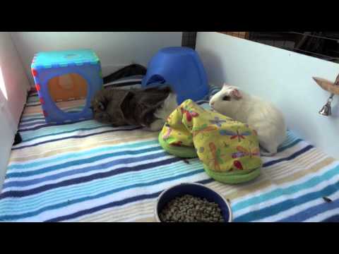 neutered male guinea pig with female