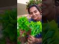 தண்டங்கீரை #shortsfeed #funny #youtubeshorts #youtube #trending #video #shorts #short #shortvideo