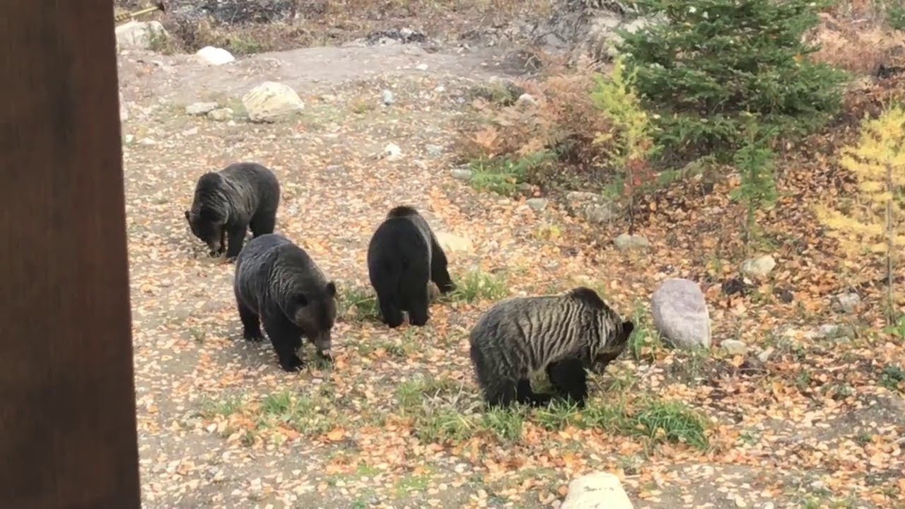 Bears Do Some Backyard Snacking || ViralHog - YouTube