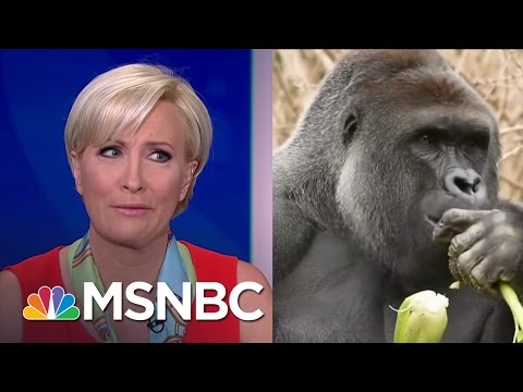 Morning Joe Weighs In On Harambe: 'You Should Not Be Able To Get To A Gorilla' | Morning Joe | MSNBC