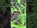 What kind of bug is this? Like &sub if you want to see more #nature #outdoors #grind #shorts #fyp