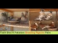 Fasih Bhai K Pakistani Breeding Pigeons Pairs With Zain Khalifa - Breeding Pigeons LOFT in Pakistan