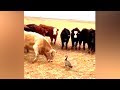 Ozzy Man Reviews: Goose vs Cows