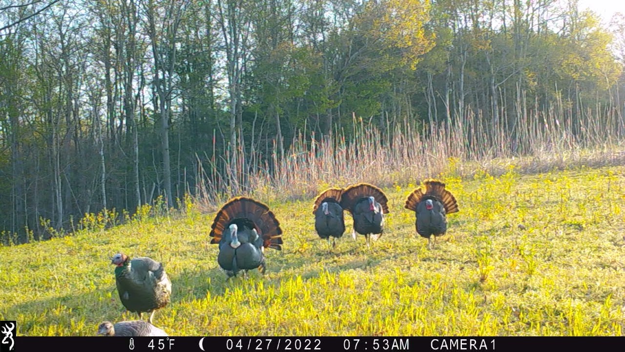 Spring Time In the Woods | Strutting Gobblers | Browning Strike Force