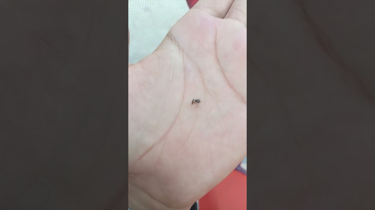 masher ka katal hahaha 🤣😂