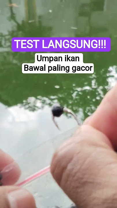 LIVE TEST!! The most effective pomfret bait #shorts #shortsvideo #manvingpomfret #umbait