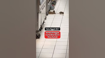 Racun Tikus Untuk Basmi Segala Macam Tikus