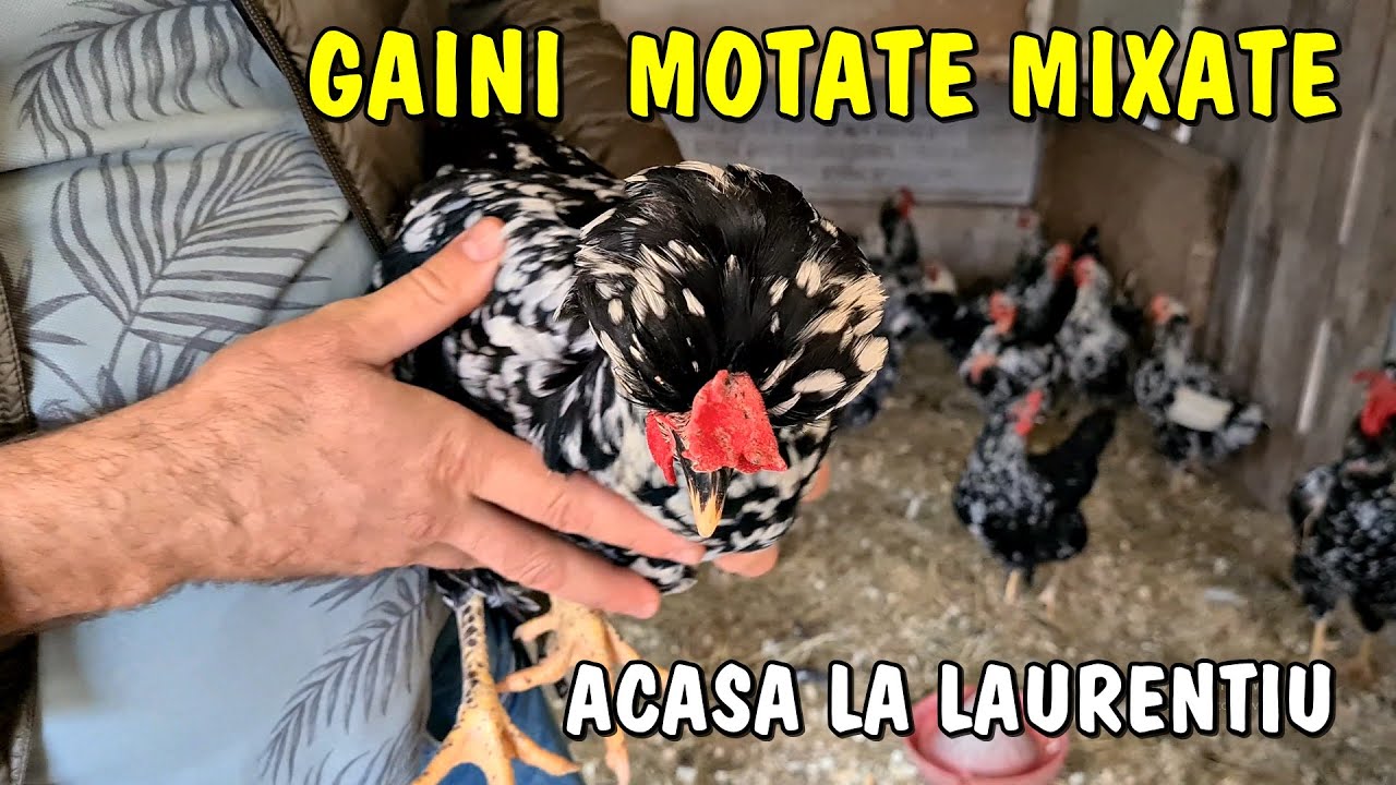 Viața la țară - Găinile lui Laurentiu - Livada cu sute de rațe și găini Moțate