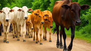 Kerumunan Sapi Lucu Berjalan menuju Ladang rumput, Suara Sapi Moo, Sapi Makan rumput Di Ladang Hijau