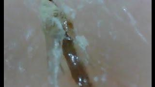 ヒゲ抜くとくっついてくる謎のゼリー うしみつ 2ch怖い話まとめ