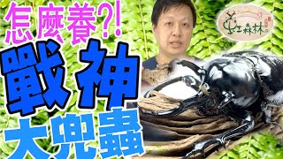 戰神大兜蟲飼養經驗分享  開產房 分辨好蛋 爛蛋  分辨戰神和亞克提恩成蟲與幼蟲  繁殖與蛹期 Megasoma★ 虹森林chentsei甲蟲老師 ★