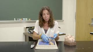 Psychology Course Announcement | Wake Forest University Pre-College Program