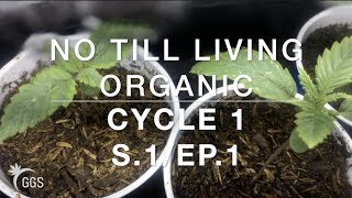 Keeping Hungry Nasty Insect Mouths away with Covers: Living Organic NoTill Cannabis. Cycle 1, Ep. 1