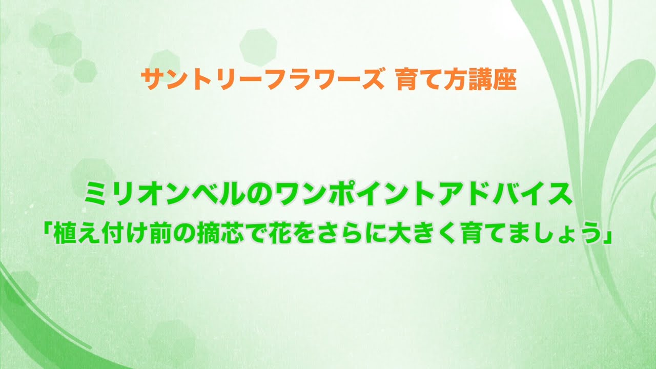 ミリオンベルシリーズの育て方 ガーデニング 園芸 サントリーフラワーズ