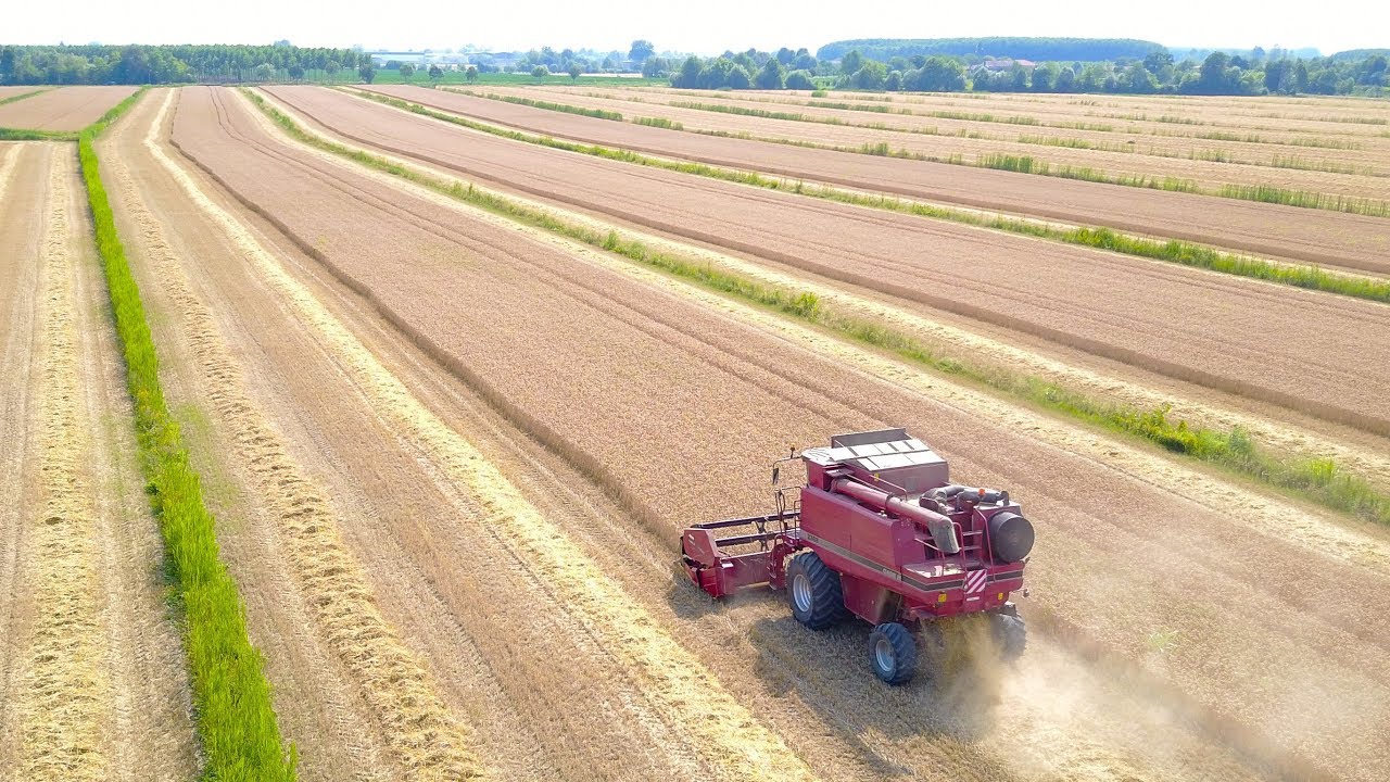 CASE IH 2388 - Raccolta Frumento 2017