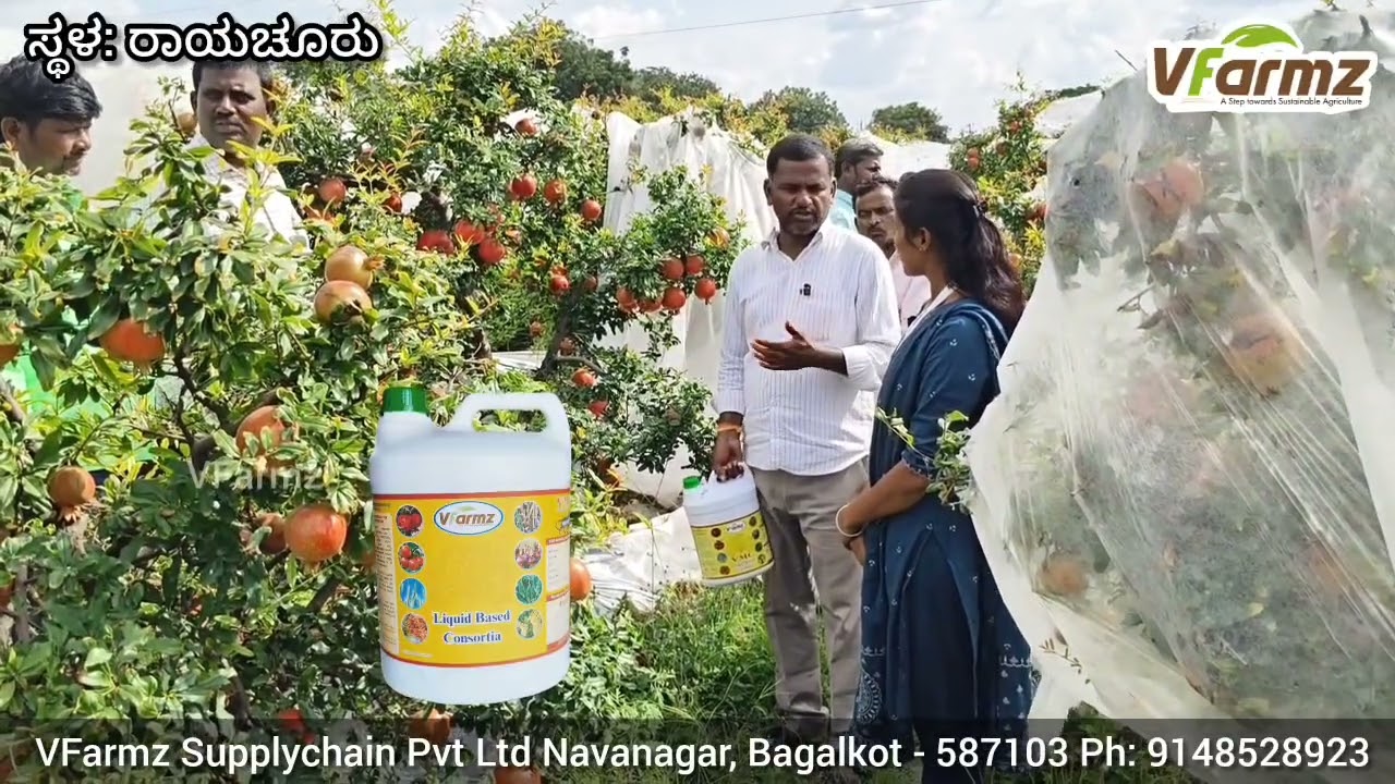 ಜೈವಿಕ ವಿಧಾನದಲ್ಲಿ ದಾಳಿಂಬೆ ಸೊರಗು ಮತ್ತು ಬ್ಲೈಟ್ ರೋಗ ನಿಯಂತ್ರಣ – ರೈತರಿಗೆ ಅತ್ಯುತ್ತಮ ಟಿಪ್ಸ್