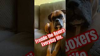 You can never get enough Freddie #dog
