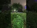 東京スカイツリータウン　開業13周年　♬　ライトアップ　ソラカラちゃん　☆　隅田公園　紫陽花　浅草　Asakusa　　✿　　Skytree Light up 13th Anniversary