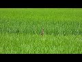【４K、バイノーラル】田んぼの中のカルガモと見つめ合うだけの動画