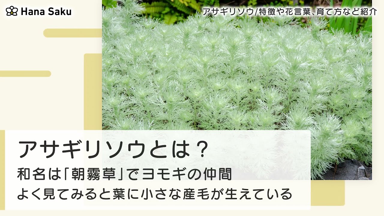 アサギリソウとは 花の特徴 花言葉 育て方 手入れ方法を紹介 Hanasaku