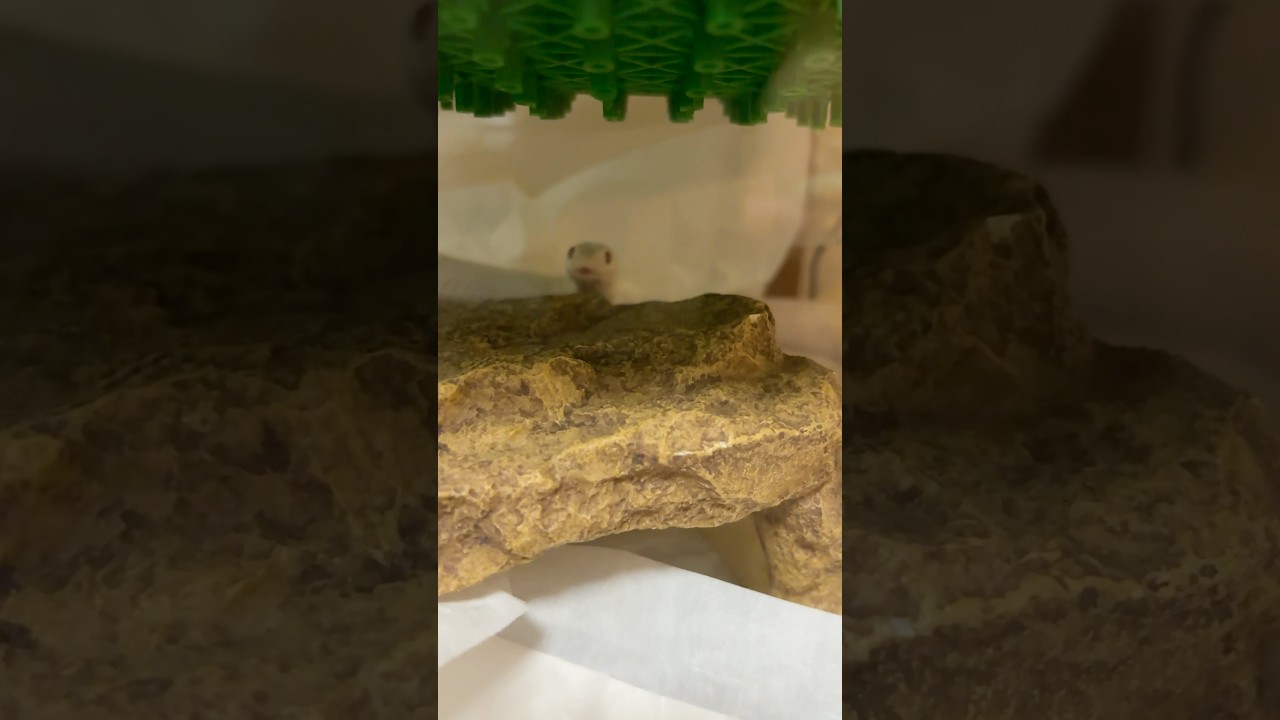 見てる