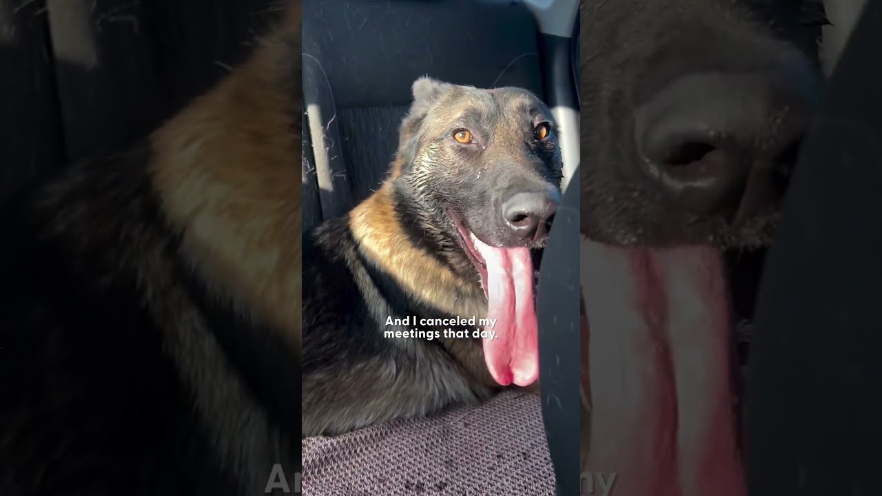 Abandoned Dog Chases His Former Owner's Car | The Dodo