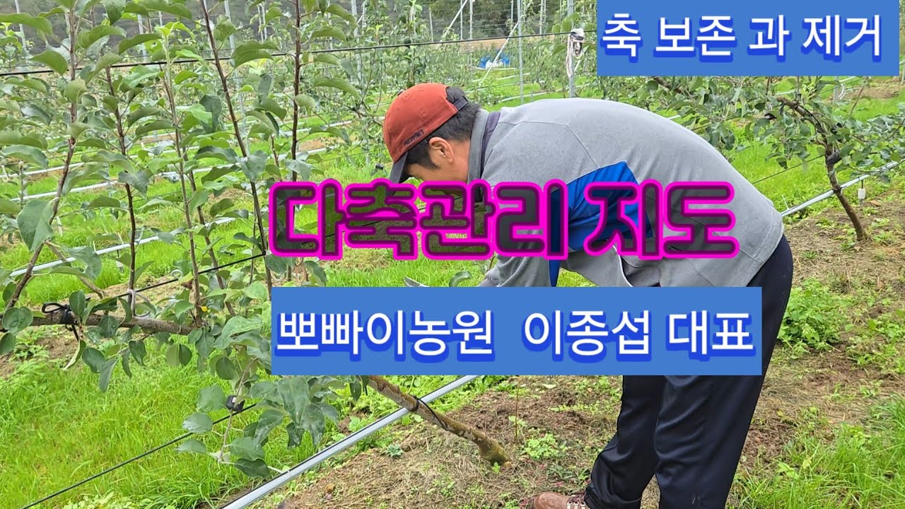 다축재배의 축 및 외각 골격지 관리