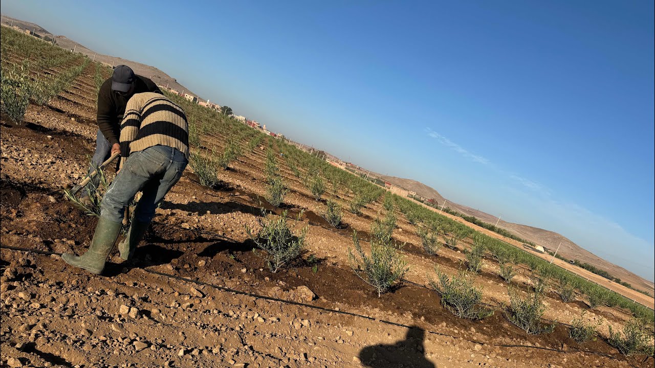 خطورة استعمال الأسمدة الحيوانية الغير متخمرة مع إعطاء طريقة التخمير